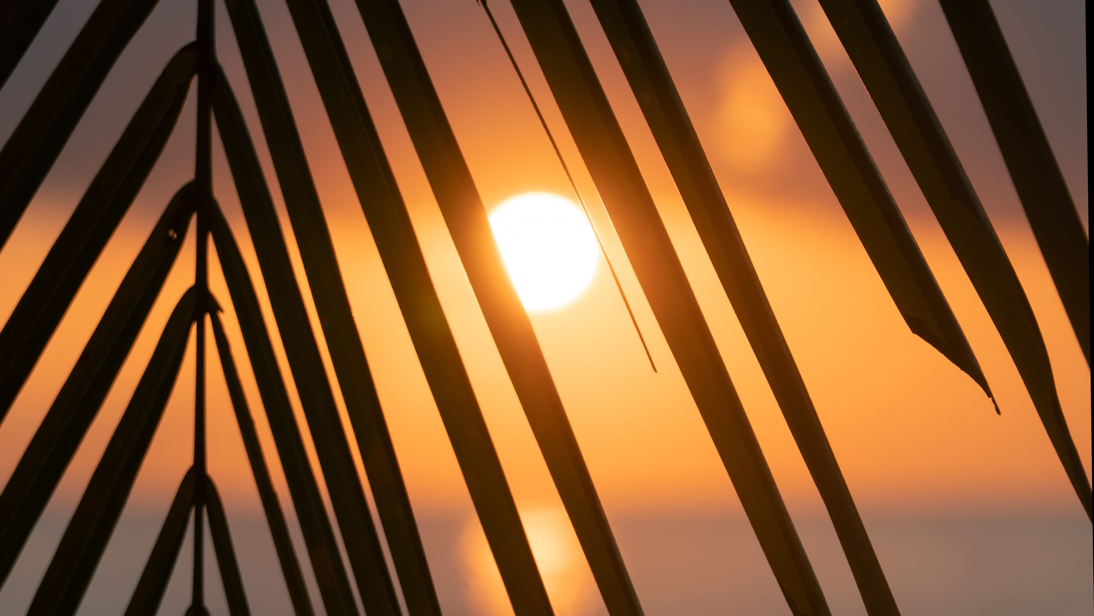 Palm fronds silhouetted against the setting sun over water.